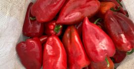 На продају црвена капија паприка 1 и 2 квалитета.