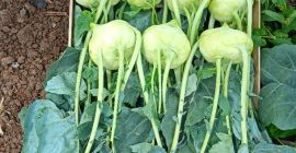 Frischer Marktkohlrabi mit schönem Blatt