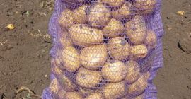 fresh potatoes bag 25 kg 1 ton price 250