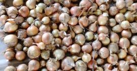 I will sell onions from seed bags according to