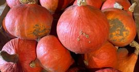 Продам тыкву Хоккайдо. количество около 1т. размеры от 1