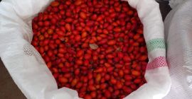 Продам шиповник в большом количестве.