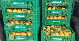 LEMON SALE, SUPPLIES TO COMPANIES AND PRIVATE INDIVIDUALS