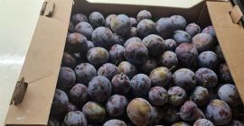 &quot;Elena&quot; type plums for brandy 0.6 euro/kg Plums for