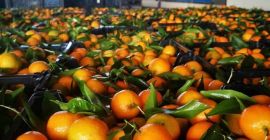 Arance, Mandarini, Kaki in offerta Luogo di origine Grecia