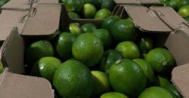 GREEN LIME for sale. Very juicy, thin skin. Country