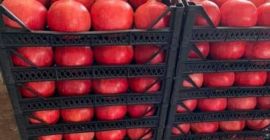 Offriamo la vendita di melograno. Stiamo iniziando a vendere