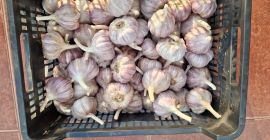 Lengyel fokhagyma &quot;Harnaś&quot;. Különböző méretek: 4,5 cm: 3,20 €/kg,