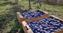 I sell plums for own consumption, for jam, jam