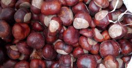 Vendita castagne, 2,5 tonnellate, solo collezione personale, Storkówko, prezzo