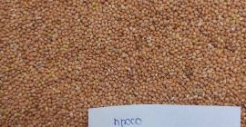Selling Yellow / Red / White / Black Millet
