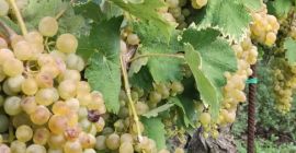 Ich verkaufe Falanghina DOC-Trauben für etwa 17 Doppelzentner, 80