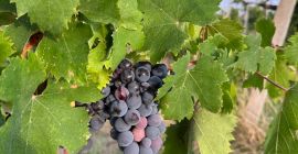 Disponibile uva da vino di alta qualità per la