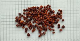 In vendita abbiamo frutti di sorbo, frutti della fame,