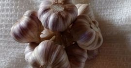 I will sell Polish garlic Harnaś different sizes more