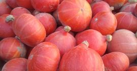 Продаю органическую тыкву сорта Хоккайдо, разновидность упаковки для кружек.