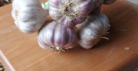 I will sell Harnaś garlic in a bunch of