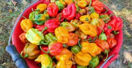 Продам красный и желтый перец Хабанеро. Количество примерно 200-400