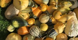 I am selling decorative pumpkins mix and Sultan&#39;s turban.