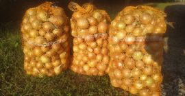 I have for sale Rijnsburger 5 onions. Harvested before