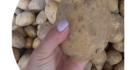 I will sell potatoes of the Soraya variety. Packed