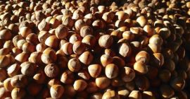 In vendita: 5 tonnellate di nocciole! Offriamo **5 tonnellate