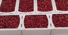 Hallo, wir produzieren Bio-Cranberries und haben dieses Jahr eine