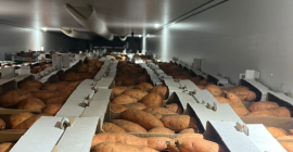 Hello, I will sell sweet potatoes wholesale at an