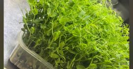 Verkaufe frische Erbsen-Microgreens! Bereichern Sie Ihre Mahlzeiten mit Erbsen-Microgreens,
