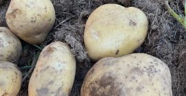 Горный картофель Камелия крупная посеяна на высоте 1300 метров.