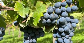 Vendita uva pregiata AGLIANICO e MONTEPULCIANO Adatta alla vinificazione,