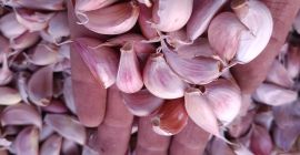 Frissen vágott fokhagymát gerezdben árulok, Spanyolországban minősítve. Violettaa fajta