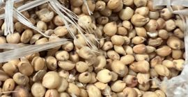 We sell white sorghum, more information +[phone]
