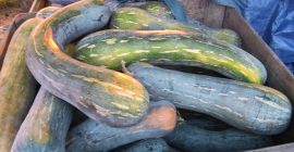 I will sell about 2 tons of piena lunga