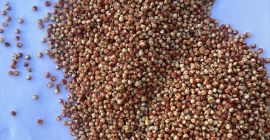 Rotes Sorghum zu verkaufen | Preis auf Anfrage