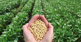 Vendiamo soia dal produttore Ucraina