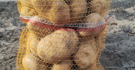 I will sell potatoes of the Jurek variety, from