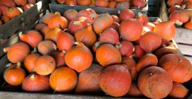 I will sell Hokkaido pumpkins in large quantities