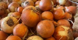 * Yellow onions * Bejo Legend seeds * calibre