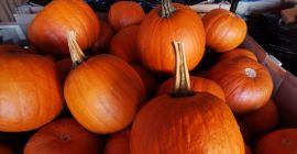 Pumpkin for sale. Caliber 1-10kg. Gomez, Racer and Spitfire