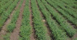 Chickpeas, 2024, sizes 6 and 7 mm in bags