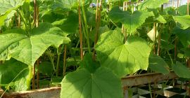 Hello, I will sell Machos cucumber seedlings, 3-4 weeks