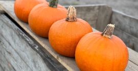 I will sell Gomez pumpkins. From 1 to 4