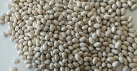  White beans Main indicators: ● Humidity — 18%