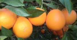 I will sell oranges imported from Spain. High-sugar oranges