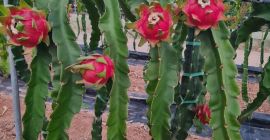 МЕСТЕН БРОКЕР Плодове Испания __________ Pitahayas- Dragon Fruit----- *
