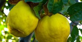 I am selling the quince from my farm, it