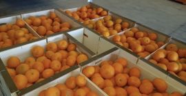 Spanish mandarins juicy seedless clemenvilla and clenentina straight from