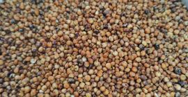 Hello, I have for sale red sorghum variety RAGT