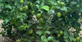 Albanian lime farm in a village called bishan near